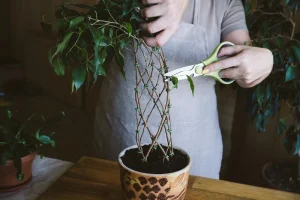 Prune Your Plants Regularly