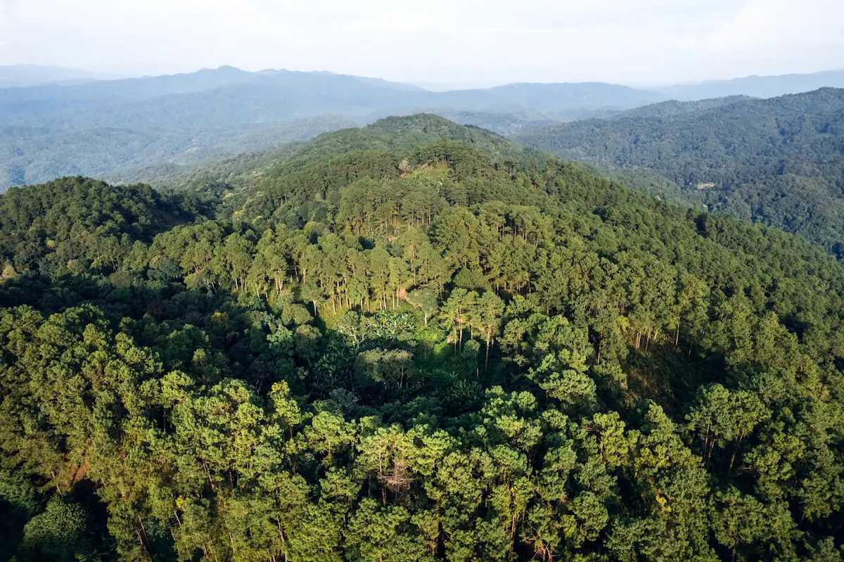 Apa itu Hutan Lindung
