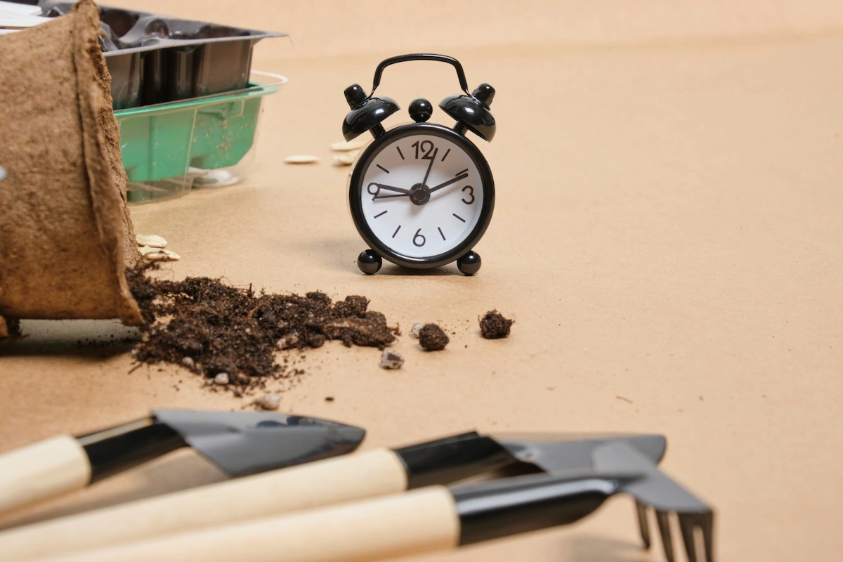 Tunggu Selama 2-3 Minggu