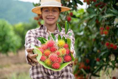 Kompos untuk Tanaman 