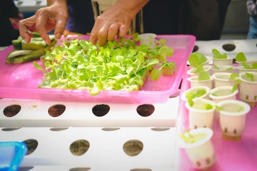 Bahan-Bahan Bekas untuk Menanam Hidroponik