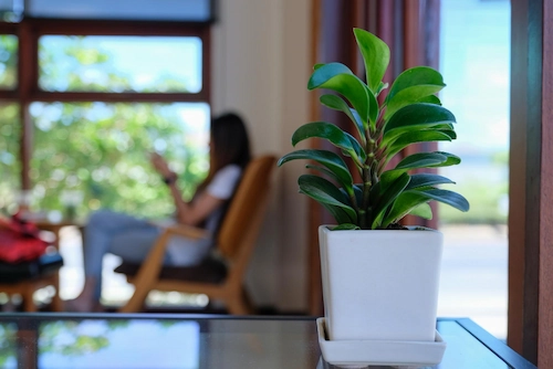 Benefits of Ornamental Plants