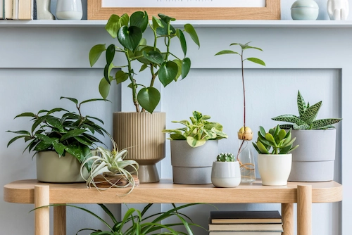 Ornamental Plant Recommendations for a Greener House