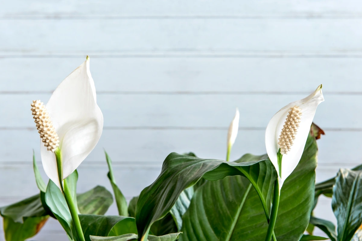 Peace Lily