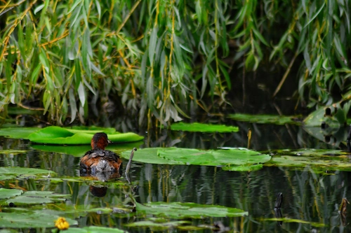 Cara Menjaga Ekosistem dan Lingkungan