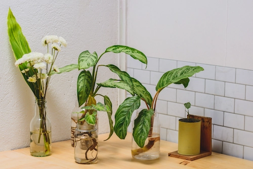 Contoh Tanaman Hias yang Bisa Hidup di Air