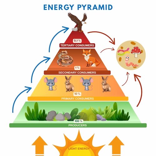 Energy Pyramid