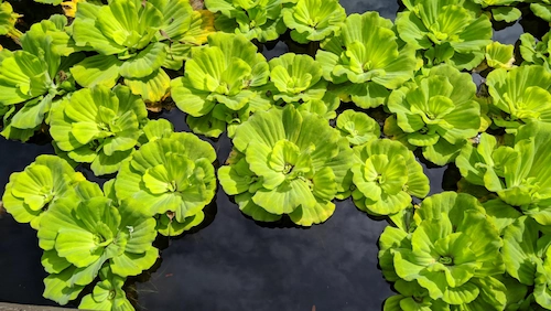 Water Lettuce
