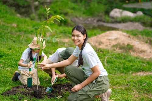 How to Contribute to Reforestation