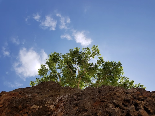 Benefits of Reforestation