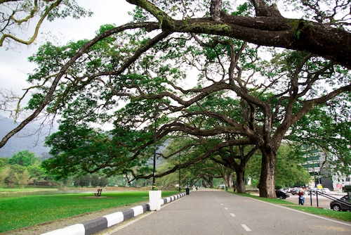 Planting Protective Trees in Urban Areas