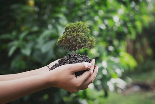 Reforestation of Damaged Forests