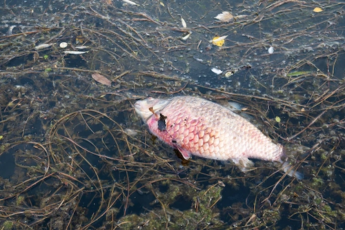 The Dangers of Leachate