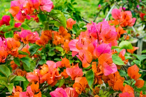 Bougainvillea