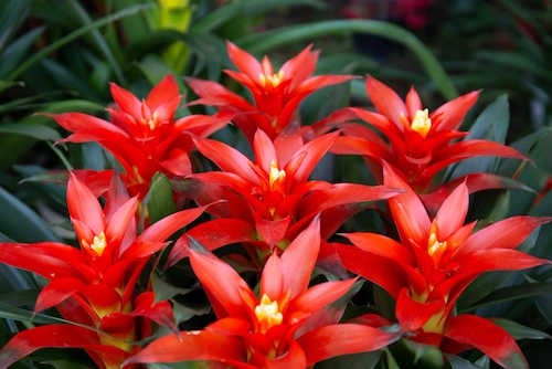Bromeliad