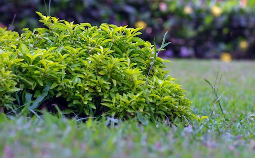 Characteristics of Shrubs