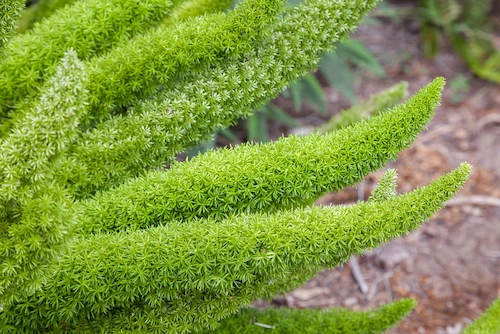 Foxtail Fern
