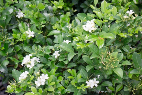 Myrtle