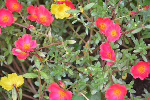 Portulaca grandiflora
