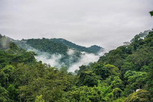 Apa Itu Hutan Hujan Tropis