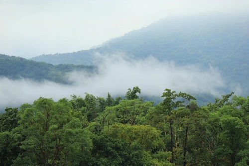 Ciri-Ciri Hutan Hujan Tropis
