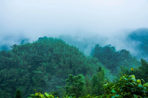 Manfaat Hutan Hujan Tropis