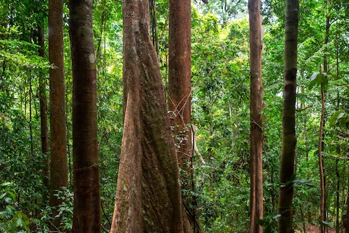 Pengertian Hutan Konservasi