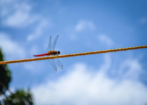 What Is Biomimicry