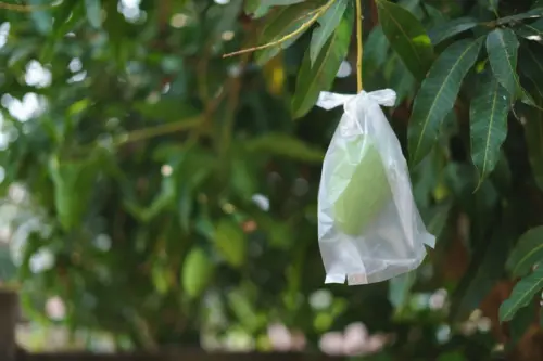 Pembungkus Buah yang Sudah Hampir Matang