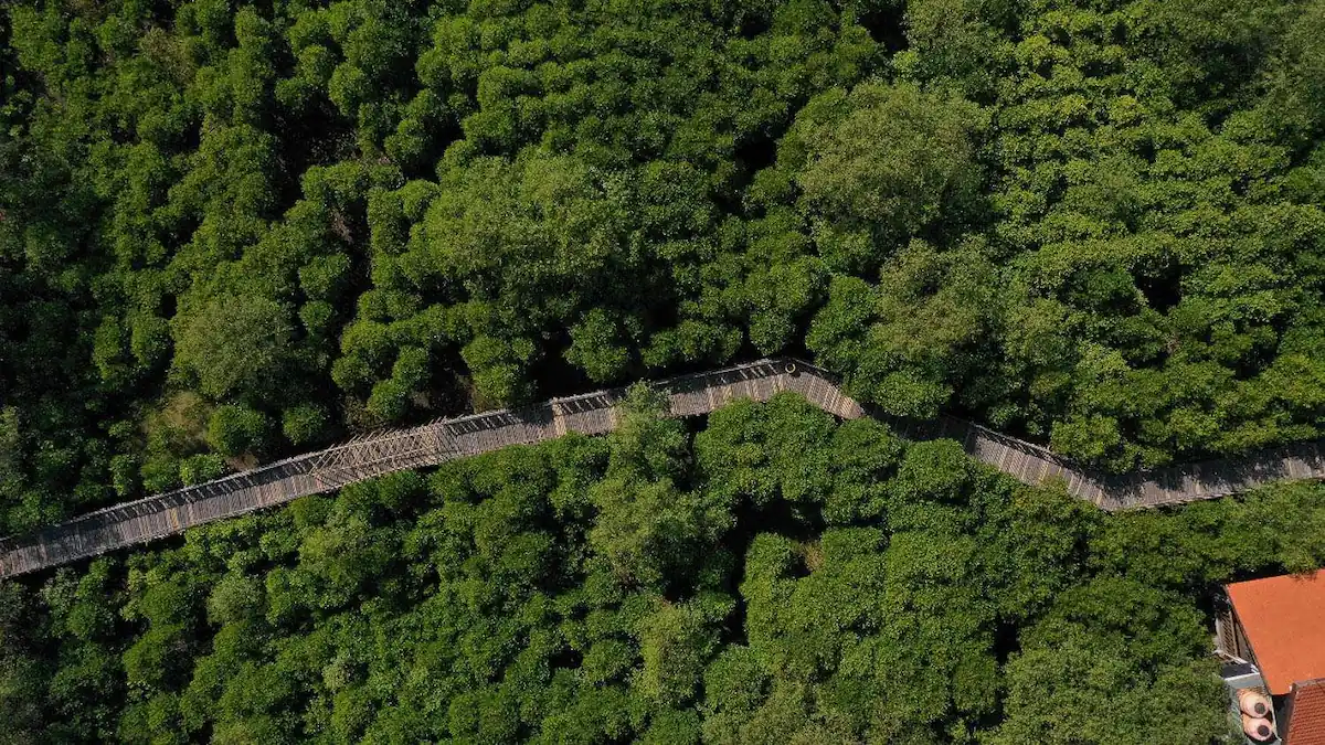 Ekowisata Mangrove Wonorejo, Jawa Timur