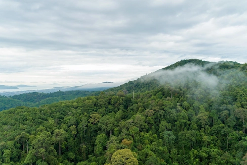 Kawasan hutan terbesar di dunia yang dilihat dari atas dengan latar belakang langit