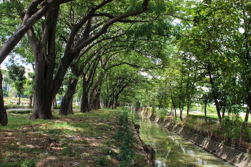 Area hijau seperti hutan di tengah kota