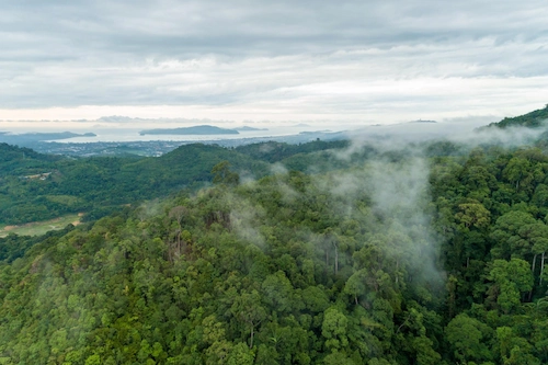 Pemandangan hutan terbesar di dunia