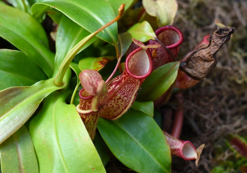 Kantong Semar (Nepenthes spp.)