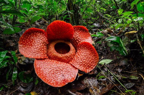 Rafflesia Arnoldii