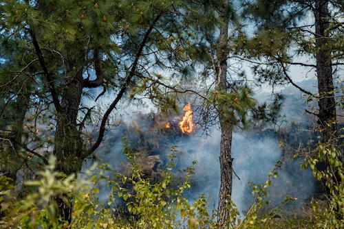 Hutan hangus terbakar