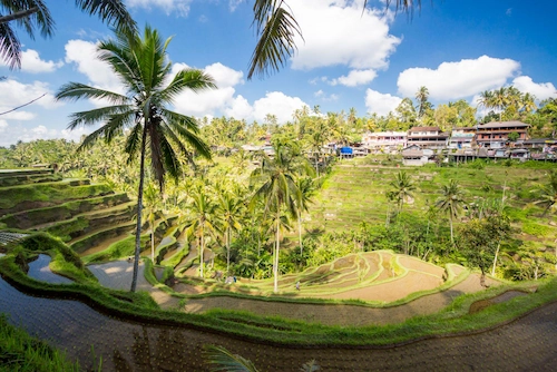 Sawah di daerah Ubud, Bali