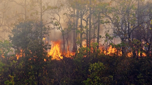 Kebakaran hutan akibat ulah manusia